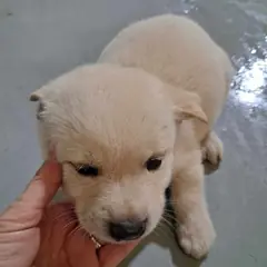거창군 크림색 믹스견 암컷