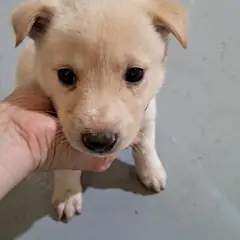 거창군 크림색 믹스견 암컷