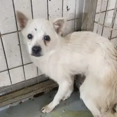 거창군 흰색 믹스견 수컷