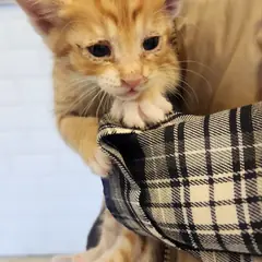 거창군 레몬색&흰색 한국 고양이 암컷