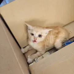 거창군 레몬색&흰색 한국 고양이 암컷