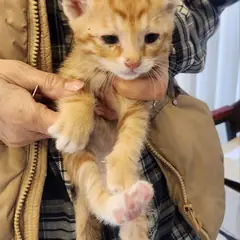거창군 레몬색&흰색 한국 고양이 수컷
