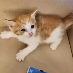 거창군 레몬색&흰색 한국 고양이 수컷