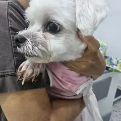 합천군 흰색 믹스견 수컷