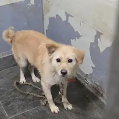 합천군 갈색 믹스견 암컷