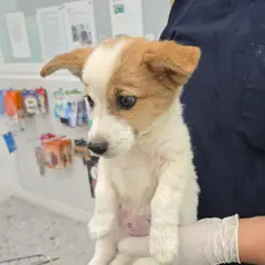 합천군 갈색 믹스견 수컷