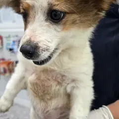 합천군 갈색 믹스견 암컷