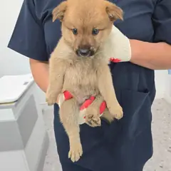 합천군 갈색 믹스견 수컷