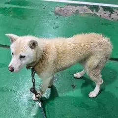 합천군 갈색 믹스견 수컷