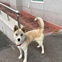 합천군 갈색 믹스견 암컷
