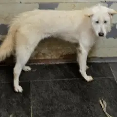 합천군 갈색 믹스견 암컷