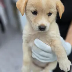 합천군 갈색 믹스견 수컷