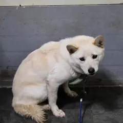 합천군 흰색 믹스견 암컷