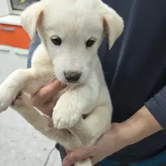 합천군 흰색 믹스견 수컷