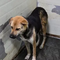 합천군 갈색&검정 믹스견 암컷