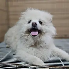 창원시 의창성산구 흰색 스피츠 수컷