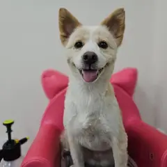 창원시 의창성산구 엷은 황갈색&흰색 믹스견 암컷