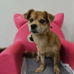 창원시 의창성산구 갈색 믹스견 암컷