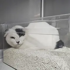 창원시 의창성산구 기타(흰색) 믹스묘 암컷