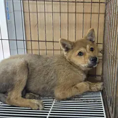창원시 의창성산구 갈색 믹스견 암컷