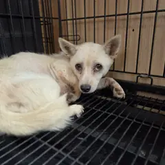 창원시 의창성산구 흰색 믹스견 암컷