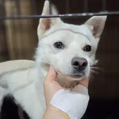 창원시 의창성산구 흰색 믹스견 수컷