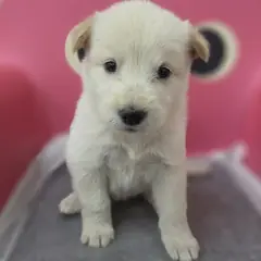 창원시 의창성산구 흰색 믹스견 암컷