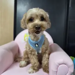 창원시 의창성산구 옅은 황색 기타 수컷