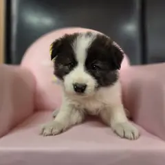 창원시 의창성산구 검정&흰색 믹스견 수컷