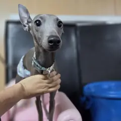 창원시 의창성산구 회색 이탈리안 그레이 하운드 수컷