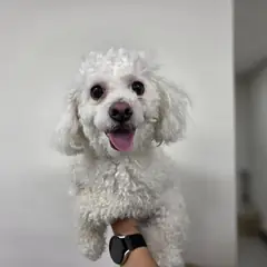 창원시 의창성산구 흰색 푸들 수컷
