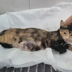 제주 기타(삼색) 한국 고양이 암컷