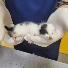 제주 기타(흰검) 한국 고양이 수컷