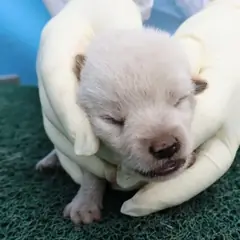 제주 흰색 믹스견 수컷
