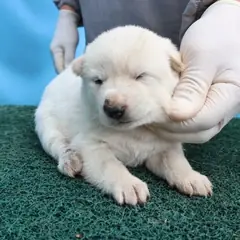 제주 흰색 믹스견 암컷