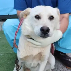 제주 흰색 믹스견 암컷
