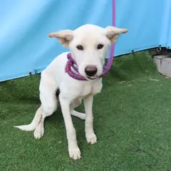 제주 흰색 믹스견 수컷