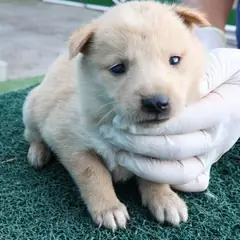 제주 갈색 믹스견 암컷