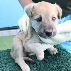 제주 갈색 믹스견 암컷