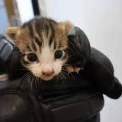 제주 기타(흰갈) 한국 고양이 수컷