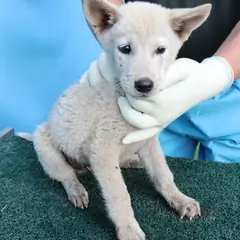 제주 흰색 믹스견 수컷