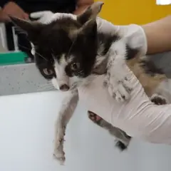 제주 기타(삼색) 한국 고양이 암컷