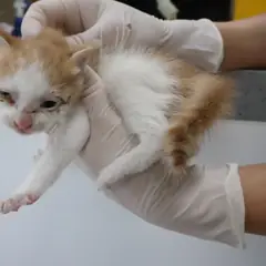 제주 기타(흰갈) 한국 고양이 암컷