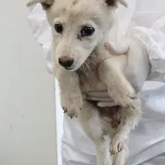 제주 흰색 믹스견 암컷
