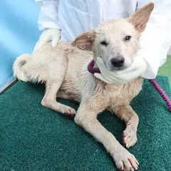 제주 흰색 믹스견 암컷
