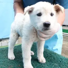 제주 흰색 믹스견 수컷