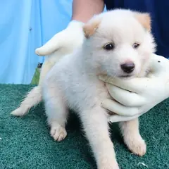 제주 흰색 믹스견 암컷