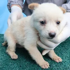 제주 흰색 믹스견 암컷