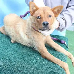 제주 갈색 믹스견 암컷