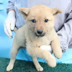 제주 갈색 믹스견 수컷